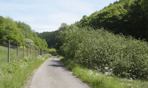 Rundweg 5